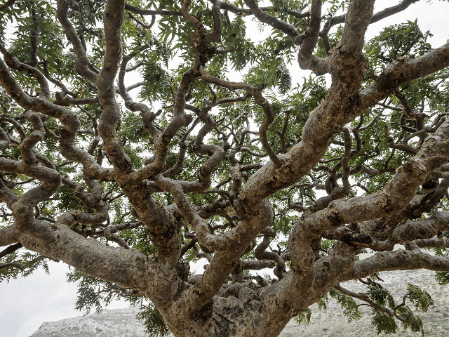 Kadidlové stromy Boswellia