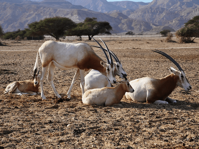 Priamorožec arabský, Oryx leucoryx